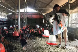 Khai giảng 2 lớp đào tạo nghề cho nông dân, cựu chiến binh xã An Nhơn Tây