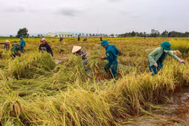Cán bộ, chiến sĩ dân quân xã Ia Hiao hỗ trợ bà con thu hoạch lúa sau mưa lũ