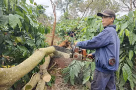 Lốc xoáy làm gãy đổ hàng trăm cây trồng ở xã Ia Krái.
