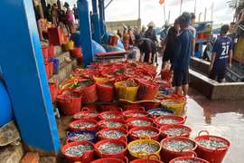 Ngư dân Nhơn Lý trúng mùa cá cơm