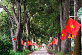 Bảo vệ, phát huy giá trị cảnh quan khu vực hàng thông trăm tuổi và vùng chè Biển Hồ. Ảnh: Minh Châu