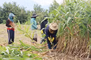 Liên kết trồng bắp sinh khối đem lại thu nhập ổn định