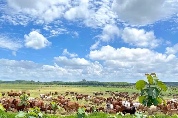 Gia Lai: Chấp thuận chủ trương đầu tư dự án Phát triển nông nghiệp bền vững Thaco Agri gần 3.820 tỷ đồng