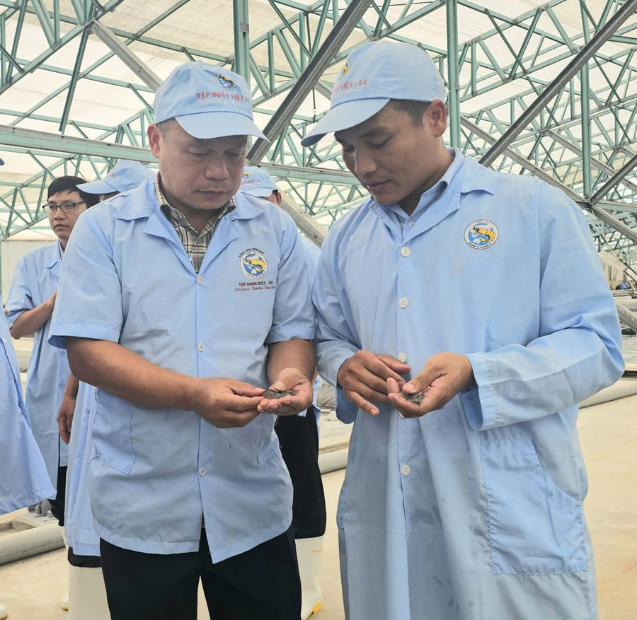 Phó Chủ tịch UBND tỉnh Dương Mah Tiệp (trái) thăm mô hình nuôi tôm thẻ chân trắng thương phẩm. Ảnh: Đức Hải 12-6.jpg