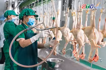 Toàn cảnh Gia Lai 24h: Hỗ trợ đến 5 tỷ đồng phát triển cơ sở giết mổ tập trung