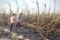 Mía quá vụ “kẹt” giữa đồng, nông dân thấp thỏm nỗi lo thiệt hại.