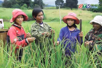 Điểm tin trưa: Gia Lai đẩy nhanh triển khai các chương trình mục tiêu quốc gia giai đoạn 2026-2030