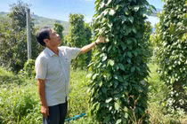 Nâng tầm giá trị hồ tiêu Gia Lai