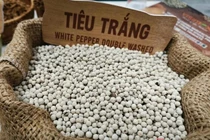 Giá tiêu hôm nay 19-4: Đi lùi, thị phần tại Mỹ giảm