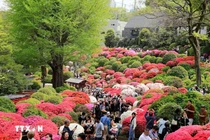 Nhật Bản: Rực rỡ lễ hội hoa đỗ quyên tại thủ đô Tokyo