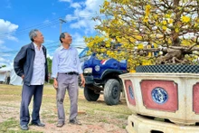 Lễ hội Mai vàng An Nhơn Đông 2026 mở rộng quy mô, kéo dài xuyên Tết