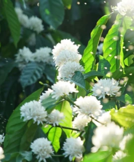 Mãn nhãn hoa cà phê trắng muốt sườn đồi