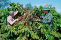Rộn ràng mùa thu hoạch cà phê