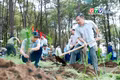 Pleiku trồng 830 cây thông hưởng ứng “Tết trồng cây”