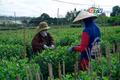 Nhà vườn chăm sóc hoa chuẩn bị cho Tết Nguyên đán