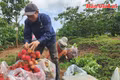 Gia Lai ngọt ngào mùa quả chín