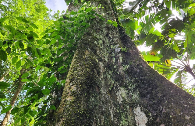 Cây đăng đại thụ ngàn năm tuổi giữa rừng Cúc Phương