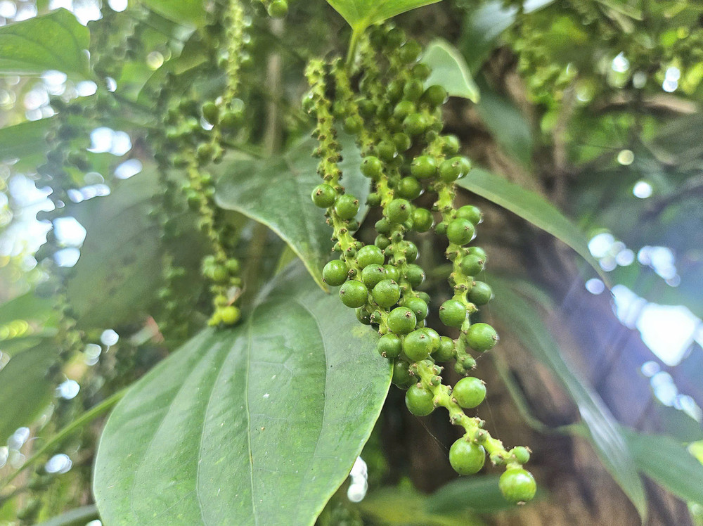 Ngày 25-10, giá hồ tiêu trong nước tăng 500-1.000 đồng/kg. Ảnh: Mộc Trà cb9396d33ca484faddb5-7139-1836.jpg