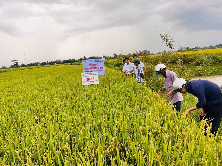 hoi-thao-dau-bo-mo-hinh-trinh-dien-giong-lua-thuan-bdr57-va-bdr999-tai-canh-dong-phuong-hoa-binh-thi-xa-ayun-pa-anh-vu-chi-3169.jpg