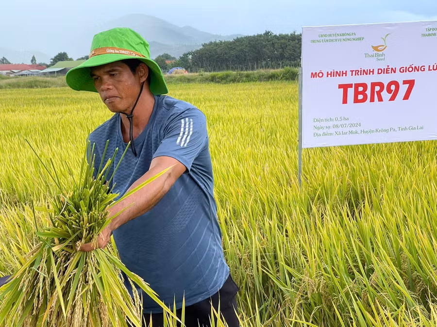 1-ha-giong-lua-tbr97-uoc-nang-suat-dat-80-ta-anh-vu-chi-7763.jpg
