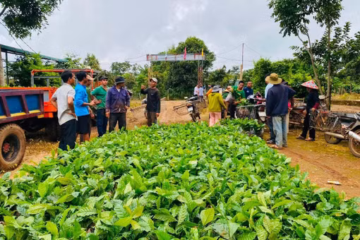 Hỗ trợ gần 6.000 cây cà phê giống cho người dân xã Ia Krái