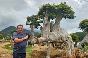 Mê mẩn vườn bằng lăng bonsai "độc nhất vô nhị" ở Mang Yang