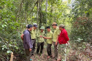 Thủ tướng yêu cầu chủ động, tăng cường các biện pháp cấp bách phòng cháy, chữa cháy rừng