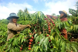 Giá cà phê hôm nay (28-8): Tăng nhẹ 200 đồng