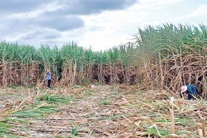 AgriS Gia Lai gắn bó với vùng nguyên liệu mía Đông Nam tỉnh