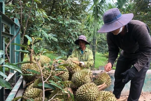 Nhiều vườn sầu riêng trên địa bàn huyện Đak Đoa người dân thu lợi nhuận hàng trăm triệu đồng trên một ha. Ảnh: Lê Nam