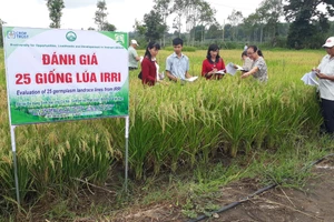 Hội thảo chọn giống lúa mới