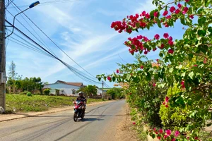 Dải phân cách rực rỡ hoa giấy ngay tại trung tâm xã Glar (huyện Đak Đoa). Ảnh Hà Duy