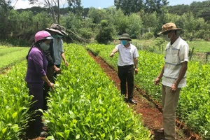 Gia Lai: Quy định đơn giá trồng rừng thay thế khi chuyển mục đích sử dụng sang mục đích khác