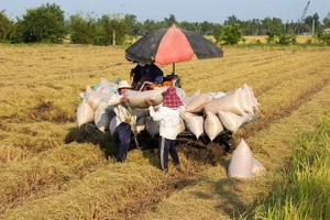 Giá gạo xuất khẩu của Việt Nam cao kỷ lục