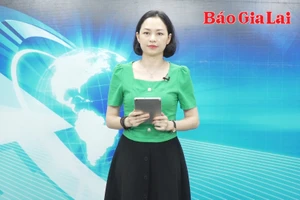 Gia Lai 24h: Người chăn nuôi bò gặp nhiều khó khăn 