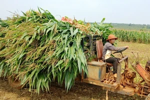 Chư Sê chuyển đổi hơn 300 ha cây trồng kém hiệu quả