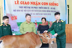 Trung đoàn Kinh tế- Quốc phòng 710: Hỗ trợ gần 1 tỷ đồng mua bò giống tặng người dân 