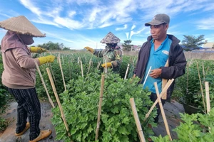 Nông dân Pleiku tất bật chăm sóc vụ hoa Tết Giáp Thìn 2024