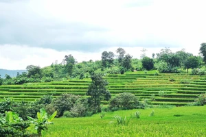 Ngắm vẻ đẹp hoang sơ của ruộng bậc thang tại làng Kol