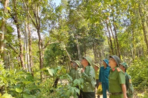 Gia Lai ban hành kế hoạch hành động thích ứng với quy định không gây mất rừng