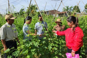 Pleiku: 35 học viên tham gia lớp trồng rau an toàn 