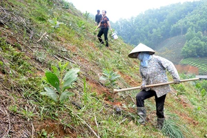 Nâng chất lượng rừng trồng 