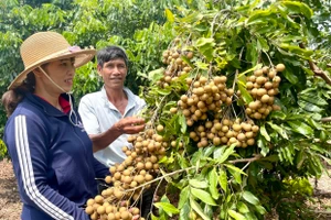 Phát triển cây ăn quả: Lĩnh vực nhiều tiềm năng 