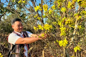 Gia Lai: Làng mai ở phố núi Pleiku tất bật cho vụ hoa Tết Giáp Thìn