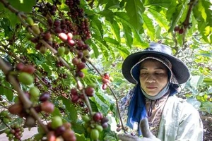 Giá cà phê robusta ngược chiều thế giới