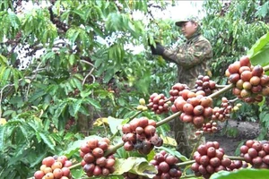 Nghịch lý cà phê tăng giá nhưng người nông dân không vui