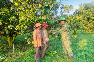 Người cao tuổi nêu gương phát triển kinh tế