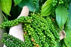 Giá hồ tiêu trong nước tăng 1.500 đồng/kg 