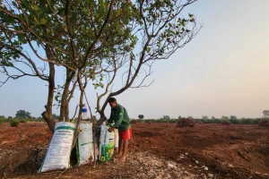 Giá cà phê cao kỷ lục: Nguy cơ điệp khúc trồng, chặt