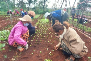 Đak Đoa quan tâm đào tạo nghề cho lao động nông thôn 